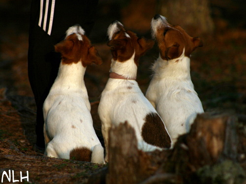 090820 inka,olivia,arska.jpg - Inka, Olivia ja Arska kerjuulla